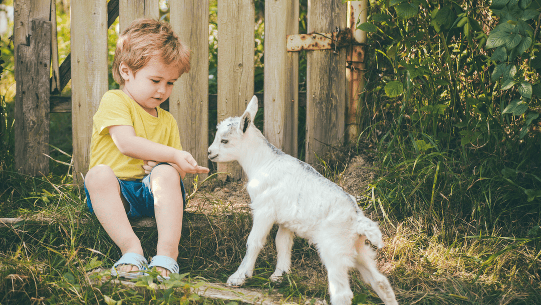 The Goat Milk Movement: Why Parents Are Making the Switch