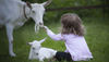 Child feeding Goats