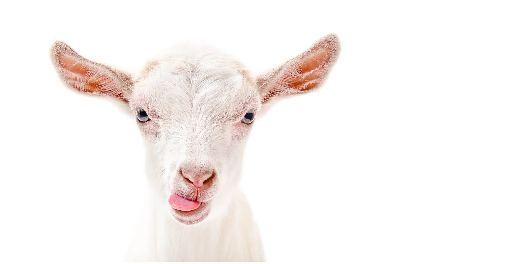 White Goat, Sammy's Milk